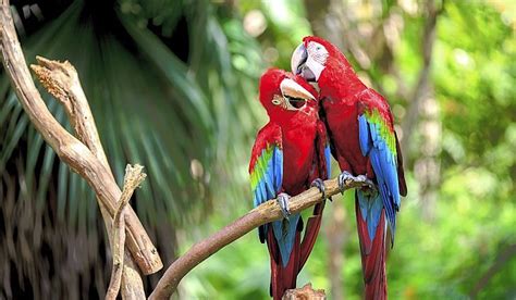 What Animals Live In The Amazon Rainforest Amazon Rainforest Animals