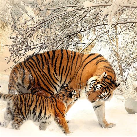 Siberian Tiger Wallpapers 59 Images