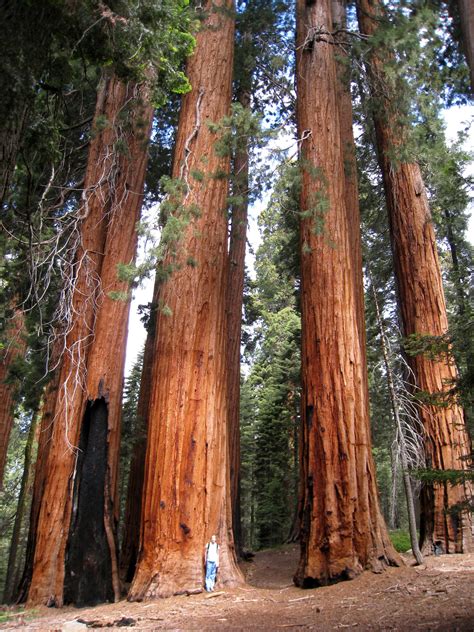 Womens Pink Short Padded Coat Giant Sequoia Trees Redwood Tree Tree