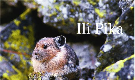Ili Pika Was Last Seen In 2017 After 20 Years Of Disappearance
