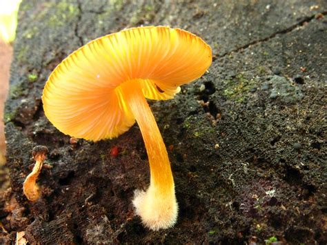 Bright Orange Mushroom Mushroom Hunting And Identification