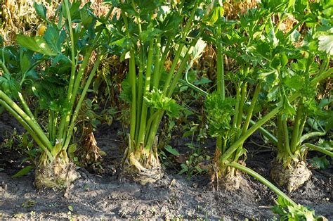 The Amazing Healing Properties Of Celery Seed Oil