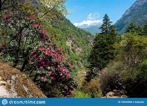Rhododendron In Nepal Mountains Stock Photo Image Of High Nature
