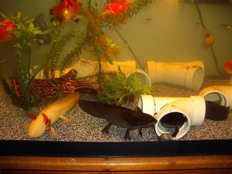 Best Way To Setup Axolotl Tank Axolotl Care Axolotl Axolotl Tank