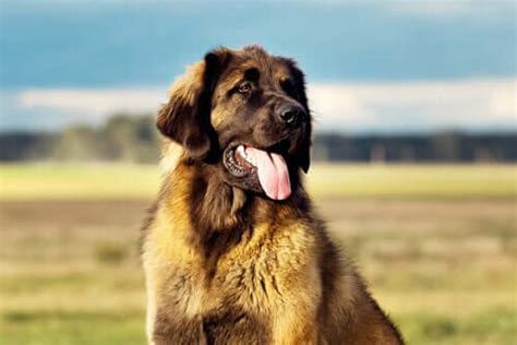 Meet The Leonberger A Dog Breed From Germany My Animals