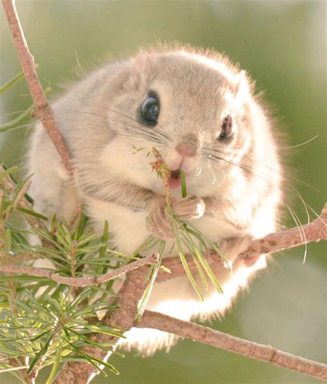 How on earth was it possible to be this cute? Flying Squirrels Are Probably The Cutest Animals On Earth ...