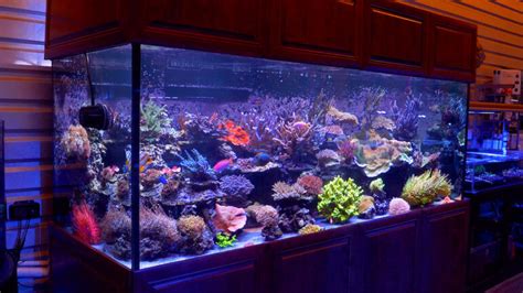 Aquatic Arts 500 Gallon Reef Is Built On Sound Principles Video