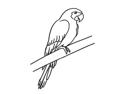 How To Draw A Parrot Step By Step Easy Animals 2 Draw