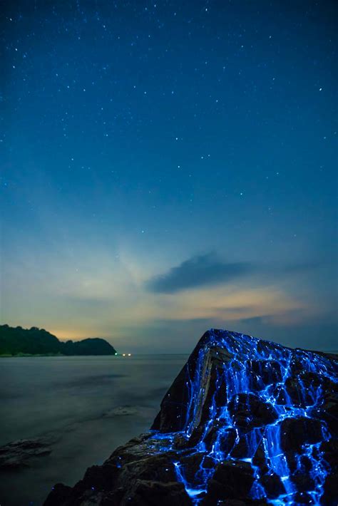 Photographers Capture Images Of Amazing Bioluminescent Sea Fireflies In
