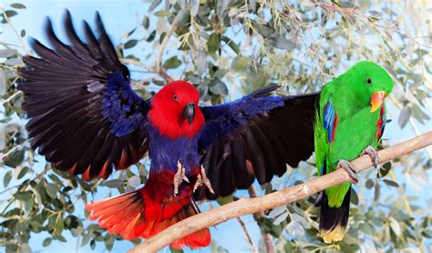 The Eclectus Parrot Is Mind Bendingly Beautiful Australian Geographic