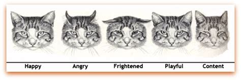 Understanding Cat Body Language Ears Signals