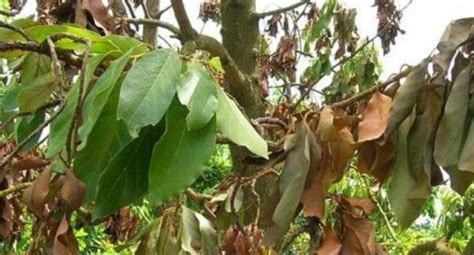 6 Important Avocado Tree Diseases You Must To Know In 2020