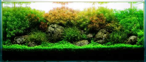See more ideas about aquascape, plants, planted aquarium. AQUASCAPE IDEA 78 - Meowlogy