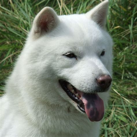 Hokkaido Razas De Perros Perros Razas De Perros Pequeños