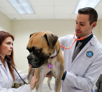 Team veterinarians are dedicated to improving the lives of cats and preventing the birth of unwanted kittens by making spay/neuter and vaccination services affordable and accessible to connecticut residents. Spay vs Neuter: Benefits of Spaying and Neutering Your ...