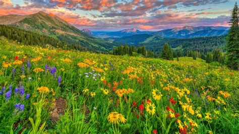 Download Alpine Flowers Mountain Landscape Wallpaper For