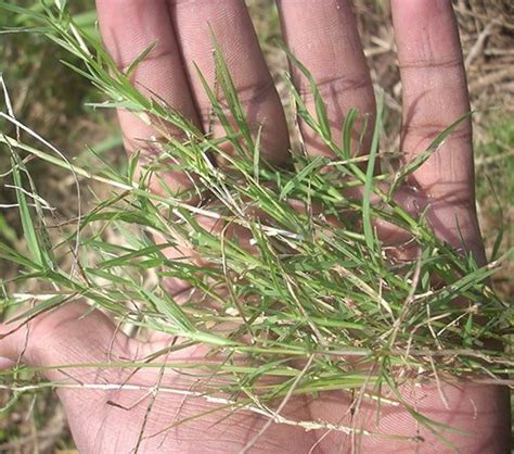 Bermuda Grass The Vine Grass Good For Lawns But Bad For Gardens