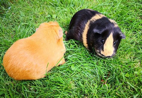 Ausmalbilder hasen meerschweinchen ausmalbild meerschweinchen zum ausdrucken. 37 Bilder Von Meerschweinchen - Besten Bilder von ausmalbilder