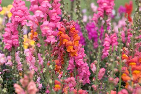 How To Grow Snapdragons Bbc Gardeners World Magazine