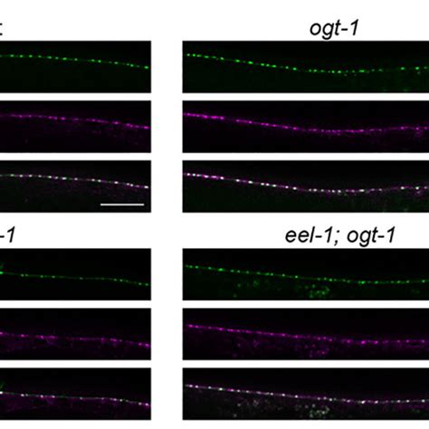 Gaba Synapse Formation Is Not Impaired In Eel 1 Ogt 1 Double Mutants
