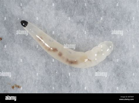 Sciarid Fly Bradysia Difformis Larva Stock Photo 26360930 Alamy