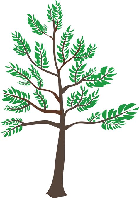 Download High Quality Tree Clipart Cedar Transparent Png Images Art