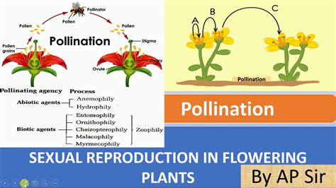 Pollination And Its Type Youtube