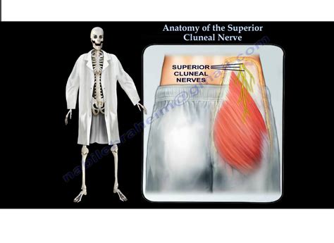 Anatomy Of Superior Cluneal Nerves —