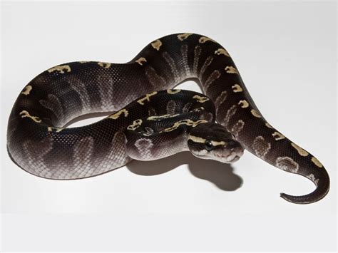 Check spelling or type a new query. Ghi Mojave - Morph List - World of Ball Pythons | Ball ...