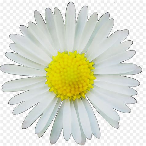 Free Daisy Transparent Background Download Free Daisy Transparent Background Png Images Free