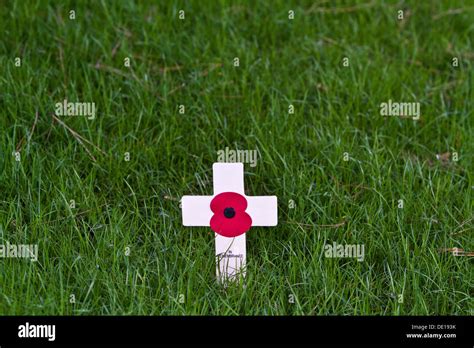 Remembrance Day Poppy Stock Photo Alamy