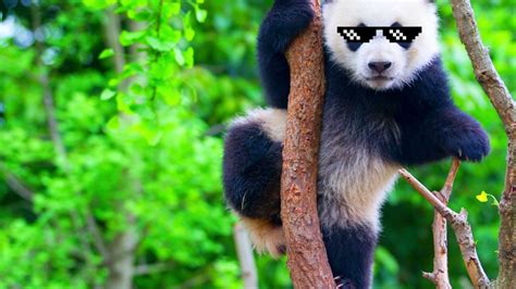 Panda Panda Panda Youtube
