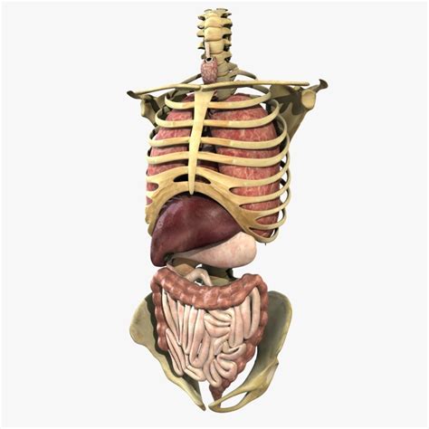 Human Torso Anatomy 3d Model Cgtrader