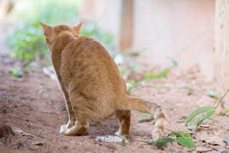 We got his shots and had him neutered on july 16. Male Cat Behavior Characteristics | LoveToKnow