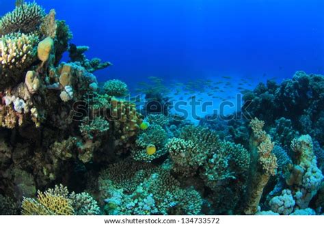 Marine Life Red Sea Stock Photo Edit Now 134733572