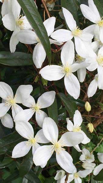 We did not find results for: Clematis Armandii Evergreen Clematis Climber Buy Online UK