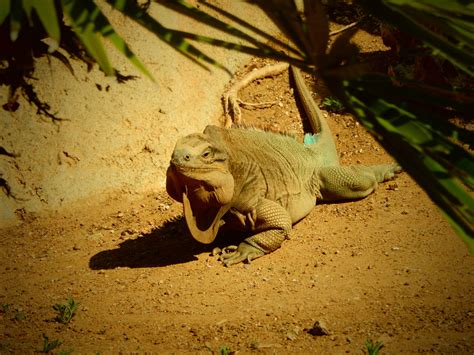 Gambar Alam Hewan Margasatwa Kebun Binatang Iguana Fauna Kadal