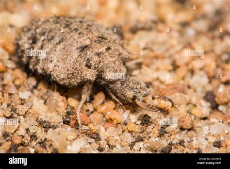 Lion Ant Hi Res Stock Photography And Images Alamy