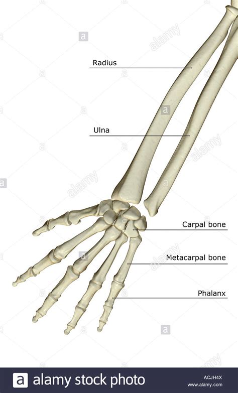 This drawing tutorial teaches you all you need to know about the anatomy of the arm bones. The bones of the forearm Stock Photo - Alamy