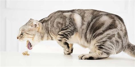 Tetap tenang semua bisa dicari solusinya. 9 Penyebab Kucing Muntah Kuning dan Cara Mengobatinya ...