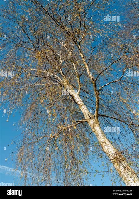 Silver Birch Tree In Autumn Against Blue Sky England Uk Stock Photo Alamy
