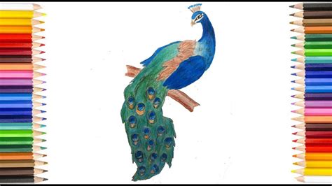 Peacock Drawing With Colour Pencils Youtube