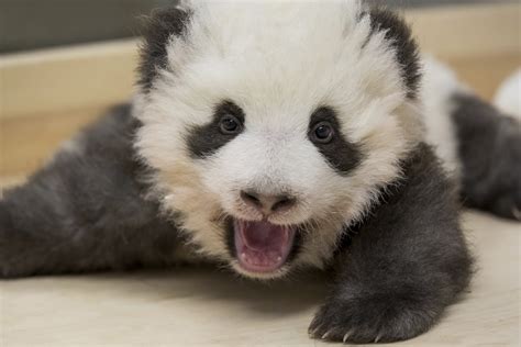 Berlin Zoo Says Panda Twins Doing Well South Wales Argus