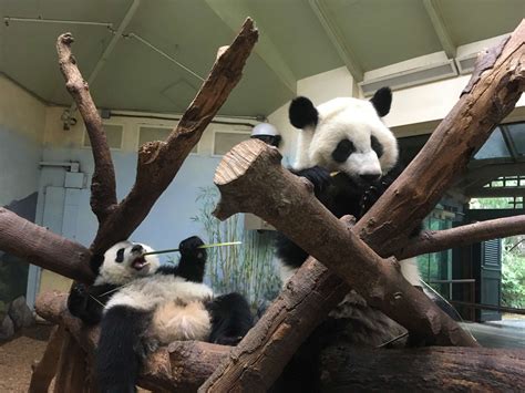 Panda Updates Friday March 2 Zoo Atlanta