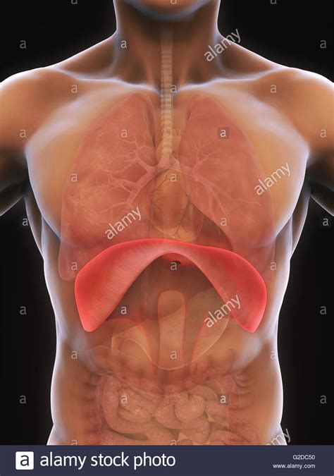 The various organs which are involved in the production of speech sounds are called speech the study of speech organs helps to determine the role of each organ in the production of speech • tongue frontness / backness: Human Diaphragm Anatomy Stock Photo - Alamy