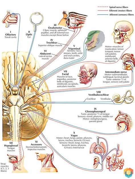 Easy Notes On Cranial Nerves Learn In Just 4 Minutes Earths Lab