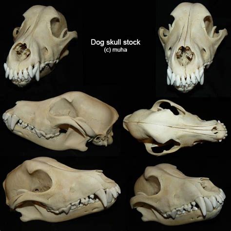 Dogskullstockbymuha 595×595 Dog Skull Dog Anatomy