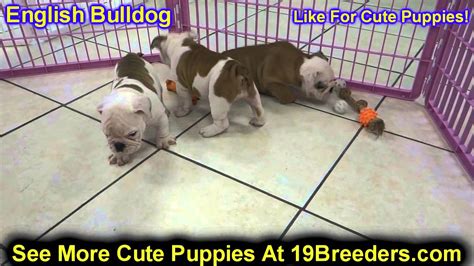 Sometimes, you may find a bulldog for free in oklahoma to a good home listed by. English Bulldog, Puppies, For, Sale, In, Oklahoma City, Oklahoma, OK, Warr Acres, Guthrie ...