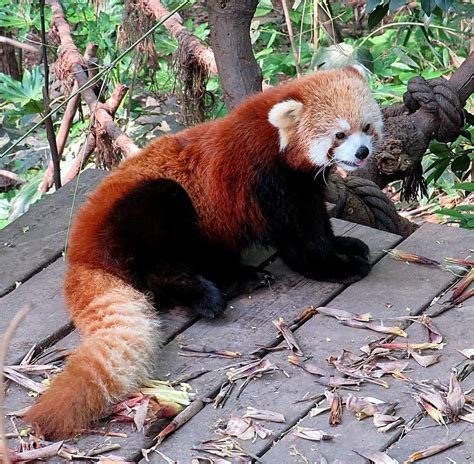 Pandas And Elephants And Swans Oh My Travel China