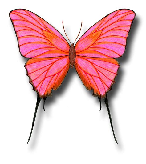 Butterfly Drawings In Color Submited Images Pic2fly
